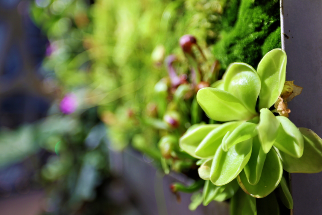 Main image Green Wall